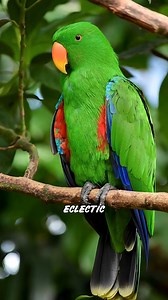 Discover 5 of the most stunning parrot species in the world—each one more colorful and unique than the last!#ParrotBeauty #AmazingBirds #ColorfulParrots #WildlifeWonder #NatureFacts #AnimalVideos | Geographical Beauty