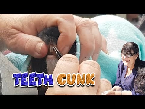 Guinea pig teeth and what you need to know about their care at Cavy Central Guinea Pig rescue