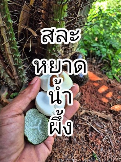 Honey-flavored salak fruit, 70% ripe.