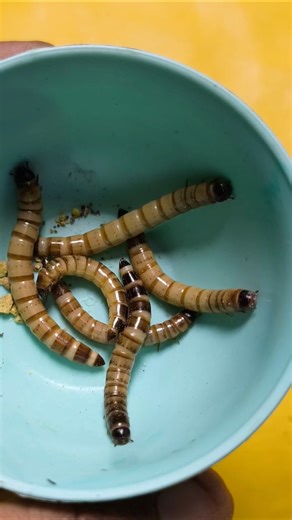 Easy Ways to Attach Fishing Bait #shorts #fishing #tutorial