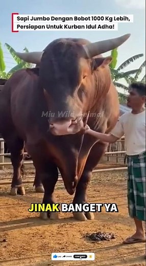 😱1000Kg BERAT SAPI INI! SIAP UNTUK DIJUAL KEBUTUHAN IDUL ADHA! #sapi #sapijumbo #cow #kurban #fyp