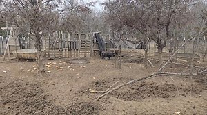 Npua Teb 2 | Saib Lom Zem