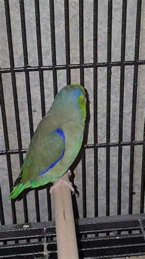 1.4K views · 37 reactions | Kiwi is one of our medical birds that requires on-going veterinary care for his beak. He got a fresh nose job on Monday and was enjoying watching the Cowboys vs Raiders football game here. He was pleased with the outcome of the game.  | Avian Underdogs Rescue Association | Facebook