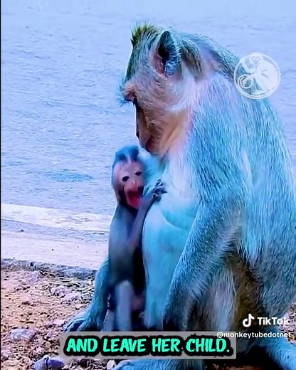 Adorable Baby Monkey Adventure with Mom