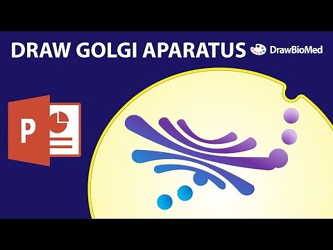 Draw Golgi Apparatus in Powerpoint | Scientific Illustration | Graphical Abstract