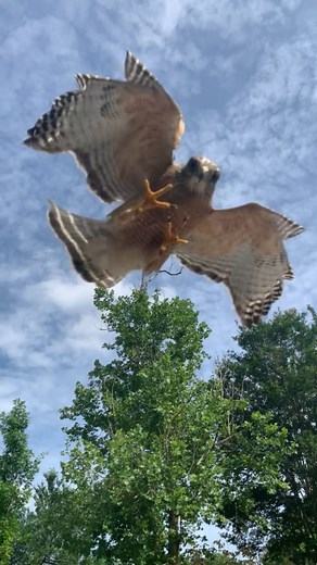 Hawks in Austin are currently nesting and caring for their young until they’re old enough to flee the nest. And these protective parents fear you might be a threat. This might explain why there have been quite a few local hawk attacks in the news and on social media lately. For example, KUT’s Digital Editor Stephanie Federico went viral on TikTok a few weeks ago for a video of a hawk attacking her in North Central Austin. While on a walk through her neighborhood, she spotted a pair of hawks high