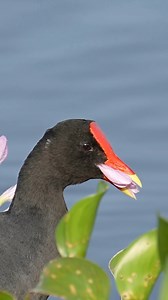 Would You Eat Flowers? This Bird Does.Sometimes you have to stop and smell… uhhh, I mean eat the flowers. The official name for this bird is “Common Gallinule,” but I don’t love that name. Nothing about this bird feels common to me. So let’s just call it a Gallinule. And this particular Gallinule?It’s dining in style, feasting on a palette of purple petals at the local swampy buffet where the music act for the morning is none other than Bull Frog Tom and the Hopping Croakers. | Mark Smith Photog
