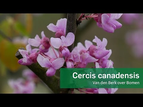 Cercis canadensis - Amerikaanse Judasboom - Van den Berk Boomkwekerijen