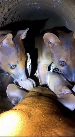 "Purr-Cam: Cryptoprocta ferox Underground" | "Madagascar-POV: The Hidden World of Fossas"