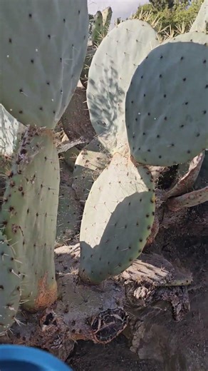 Opuntia Robusta produces some massive prickly pears