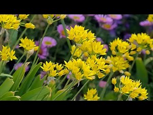 Allium moly (golden garlic) - FarmerGracy.co.uk