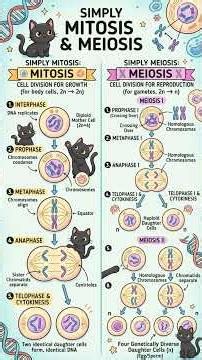 ⁶ Simplify Mitosis & Meiosis
