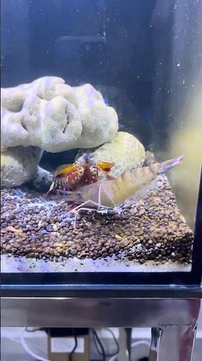 When Mantis Shrimp Meets Lobster | Clash of the Hunters