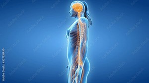 3d rendered medical animation of the human nervous system