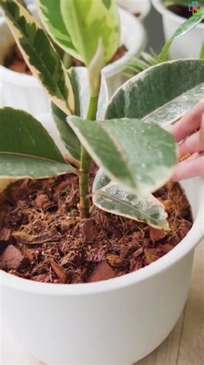 Rubber plant variegata misting and fertilizing tips for growth