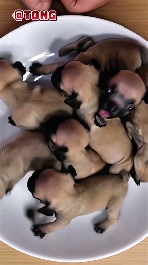 Những chú chó cute 😘
