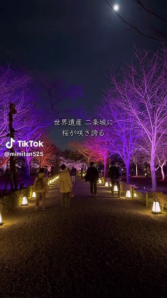 NAKED、二条城で桜2025ライトアップ