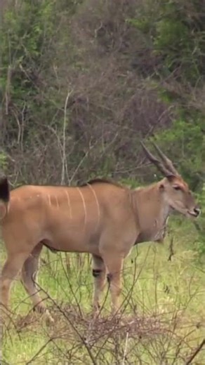 Common eland #shorts