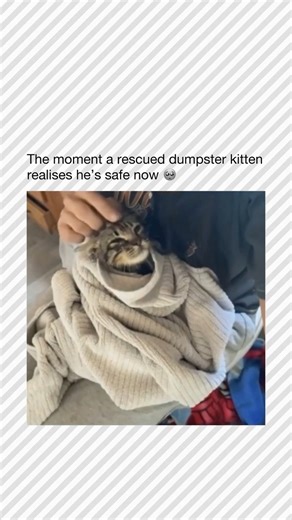 1.7M views · 100K reactions | Follow → @CatsBeingCar ← Did you know that cats can make over 100 different sounds, while dogs only make about 10? Their impressive vocal range lets them communicate subtly, from soft purrs to loud meows and even chirps. Every cat has its own unique voice, making each conversation with them one-of-a-kind. Listen closely—you’re probably in for a delightful chat! #catlovers #funnycatvideos #catmeme #cutecatvideos #viralcat | Cats Being Cars | Facebook