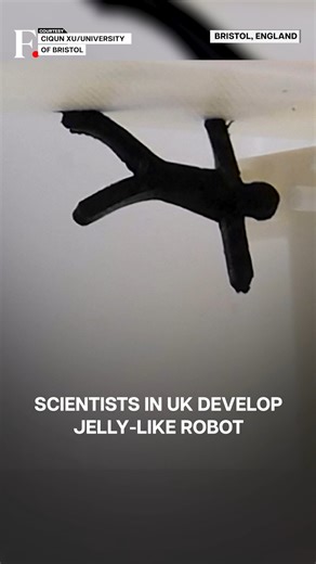 #FPReels: UK Scientists Develop Shapeshifting Robot "Gymnast" Powered by Electric Fields Scientists in the UK have developed a soft, jelly-like robot that can change shape and move using external electric fields. Made from a new electro-morphing gel, the robot can bend, twist, stretch and swing like a gymnast. Researchers say the technology could lead to adaptable machines for exploration, healthcare and environments where traditional rigid robots struggle. | Firstpost