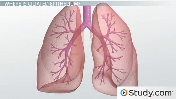 Ciliated Epithelium | Structure, Location & Function