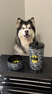 70K views · 543 reactions | His name is Bandit, but you can call him good boy. https://amzn.to/3UuDUbx https://amzn.to/3Urgunl Fetch Bandit.thehusky | Batman | Facebook