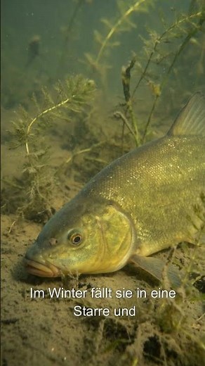 Tench – You definitely didn't know that! 🐟