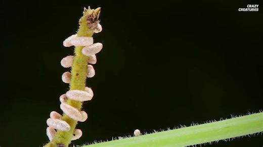 The most disturbing parasites that turn life into death