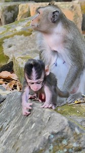 4.7K views · 598 reactions | An Adorable Scene of a Baby Monkey Relaxing and Trusting Its Mother Completely | Monkey love | Facebook