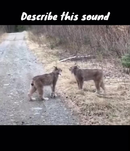 Bobcat Scream: Terrifying Sounds Explained