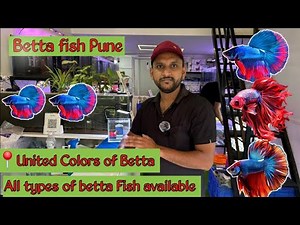 Exotic betta shop pune | United Colors of Betta I Best betta shop pune