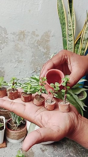 371K views · 3.2K reactions | Plant and beautiful planters  #fb #reel #gardening #plants #garden #decoration #soil #Flowers #trendingreels #fashionhomegardening | Fashion home gardening | Facebook