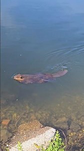 A Busy BEAVER Swims Close By At The Spokane River