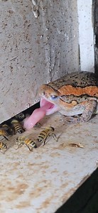 1.5M views · 4.7K reactions | Night bee hunter. | Phary BeeKeeper | Facebook