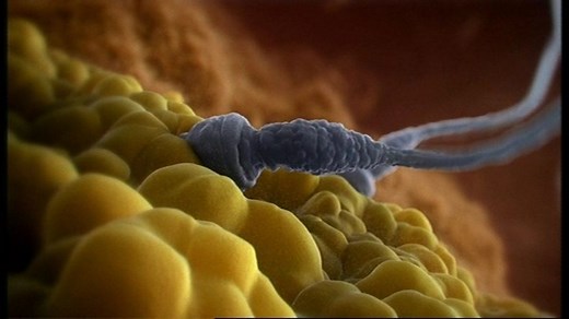 BBC One - Inside the Human Body, Creation, The Making of Inside the Human Body: Creation