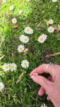 le monde frise la folie, offons lui la beauté d'une pâquerette!
