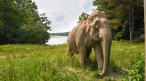 Shirley the elephant celebrates 72nd birthday, 21st year at Tennessee elephant sanctuary