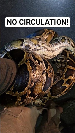 POWERFUL SQUEEZE FROM A BIG PYTHON! #python #snake #wildlife #florida #nature