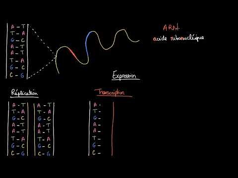 DNA replication, RNA transcription and translation