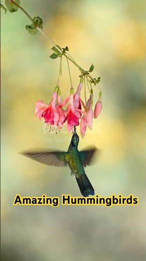 “Amazing Hummingbird Facts in 30 Seconds! 🕊️ | ZooQuick”