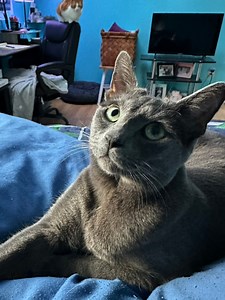 4.8K views · 60 reactions | Sushi, Siamese cat and Butchie, gray tabby act like siblings 藍 Lila tries to intervene 藍藍 Most of the time everyone gets along, but every once in awhile . . . #thursday #cat #siamesecat | Whole Bunch of Cats | Facebook