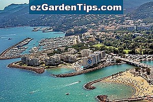 Informations sur le Mimosa Wood 🌱 Conseils Jardiniers - Fr.ezGardenTips.com