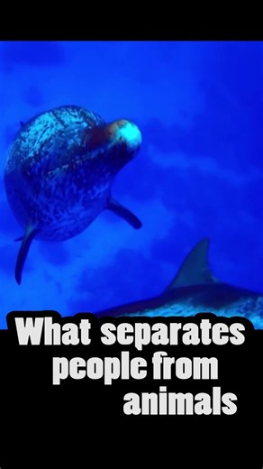 What separates people from animals? #godexists #shorts #atheist #animals