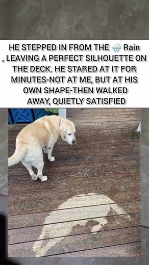 The Shadow He Left Behind #viral #trending