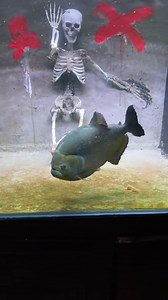 1.5M views · 8.2K reactions | Carnivorous piranhas have sharp, triangular, serrated teeth that slice through the flesh of prey and interlock in a peg-and-socket mechanism to form a saw-like jaw. #fishing #Piranha #aquarium | Hendrix backyard TV | Facebook