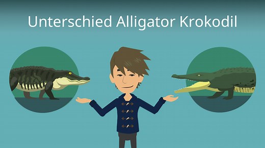 Unterschied Alligator Krokodil — häufigste Fragen