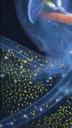 Here's rare footage of the elusive Glass Octopus. This footage was captured by Schmidt Ocean Institute team on a 34-day expedition in the U.S. Pacific Remote Islands Marine National Monument. Little is known about this species and to date, there are very few sightings and only a few specimens recovered from the gut contents of their predators. 📷: @divetopia (IG) #wearessi | SSI