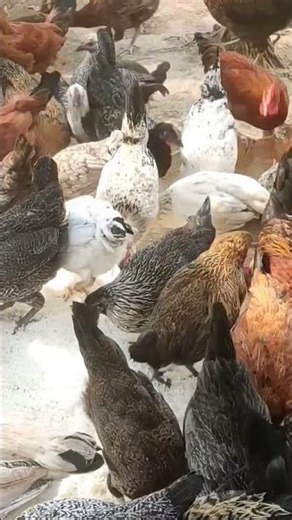 The right way to feed chickens (Murgi Palan, Chicken Care)