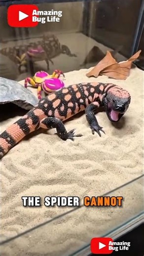 What Happens When a Gila Monster Meets a Spider #insects #bugs #animals #shortsviral #shortsfeed