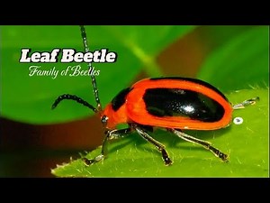 Leaf Beetle: The insects of the beetle family Chrysomelidae are commonly known as leaf beetles